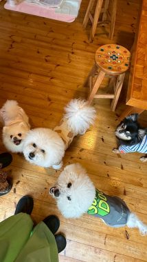 ビションフリーゼ　おもち  ソラムギおもふくBBQ大会 6475A327-C913-4705-94F3-E62D4C46DE71-214x380