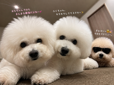 ビションフリーゼ　おもち  おもふくおじさんぽ彡 8813B6A2-46F7-40F1-BC8C-A9DFC62EF333-380x285