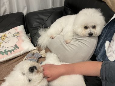 ビションフリーゼ　おもち 自分の事ですが  バイト飲みお刺身＼(^o^)／ IMG_3117-380x285