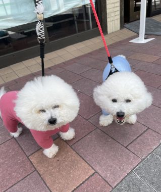 ビションフリーゼ　おもち  おもふくおじさんぽ彡 IMG_3134-319x380