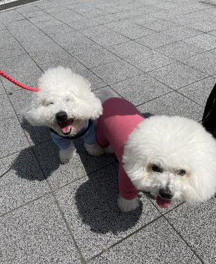 ビションフリーゼ　おもち  おもふくおじさんぽ彡 IMG_3137-311x380