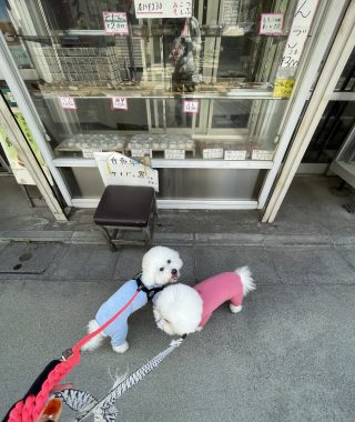 ビションフリーゼ　おもち  おもふくおじさんぽ彡 IMG_3139-320x380