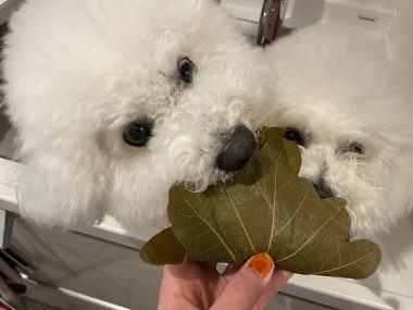 ビションフリーゼ　おもち  おもふくおじさんぽ彡 IMG_3141-380x285