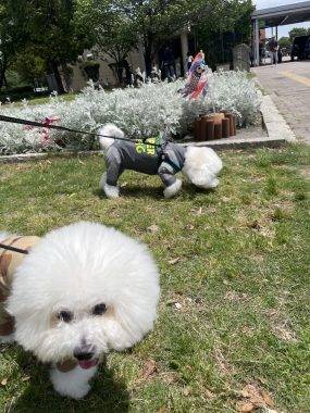 ビションフリーゼ　おもち  ソラムギおもふくBBQ大会 IMG_3152-scaled-e1778059786743-285x380