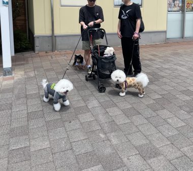 ビションフリーゼ　おもち  ソラムギおもふくBBQ大会 IMG_3153-380x336