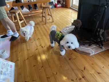 ビションフリーゼ　おもち  ソラムギおもふくBBQ大会 IMG_3162-380x285