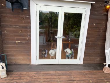 ビションフリーゼ　おもち  ソラムギおもふくBBQ大会 IMG_3165-380x285