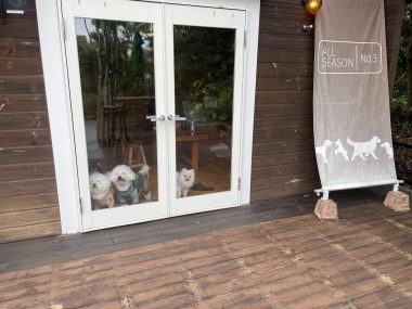 ビションフリーゼ　おもち  ソラムギおもふくBBQ大会 IMG_3167-380x285