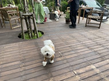 ビションフリーゼ　おもち  ソラムギおもふくBBQ大会 IMG_3169-380x285