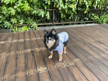 ビションフリーゼ　おもち  ソラムギおもふくBBQ大会 IMG_3170-380x285
