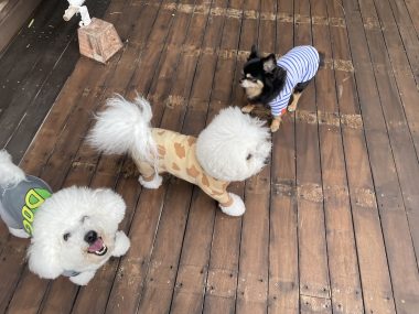 ビションフリーゼ　おもち  ソラムギおもふくBBQ大会 IMG_3171-380x285