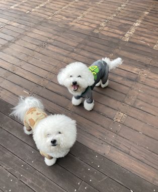 ビションフリーゼ　おもち  ソラムギおもふくBBQ大会 IMG_3173-314x380