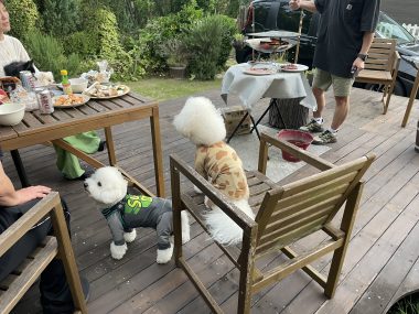 ビションフリーゼ　おもち  ソラムギおもふくBBQ大会 IMG_3177-380x285