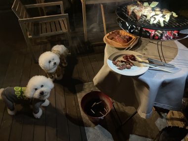 ビションフリーゼ　おもち  ソラムギおもふくBBQ大会 IMG_3182-380x285