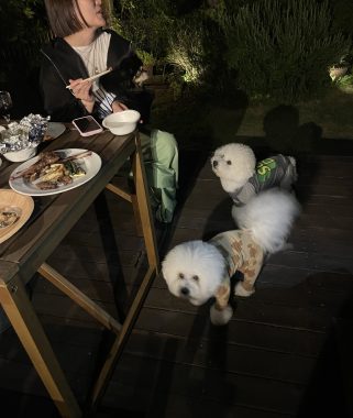 ビションフリーゼ　おもち  ソラムギおもふくBBQ大会 IMG_3183-321x380