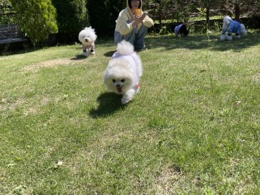ビションフリーゼ　おもち  ソラムギおもふくドッグラン彡 IMG_3210-380x285