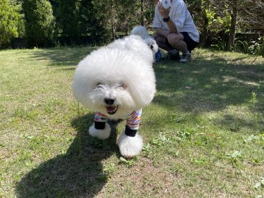 ビションフリーゼ　おもち  ソラムギおもふくドッグラン彡 IMG_3213-380x285