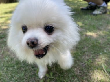 ビションフリーゼ　おもち  ソラムギおもふくドッグラン彡 IMG_3215-380x285