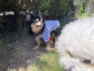 ビションフリーゼ　おもち  ソラムギおもふくドッグラン彡 IMG_3220-380x285