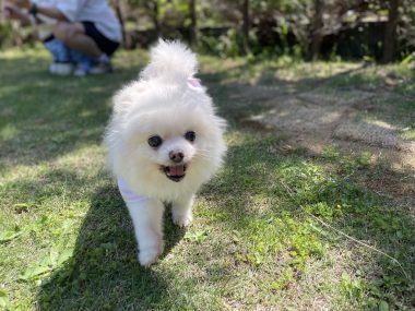 ビションフリーゼ　おもち  ソラムギおもふくドッグラン彡 IMG_3221-380x285