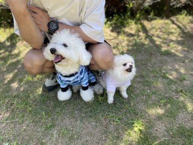 ビションフリーゼ　おもち  ソラムギおもふくドッグラン彡 IMG_3223-380x285