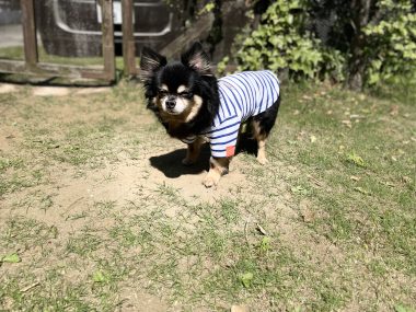 ビションフリーゼ　おもち  ソラムギおもふくドッグラン彡 IMG_3227-380x285