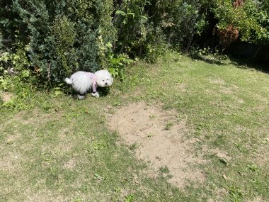 ビションフリーゼ　おもち  ソラムギおもふくドッグラン彡 IMG_3232-380x285