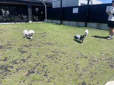 ビションフリーゼ　おもち  ソラムギおもふくドッグラン彡 IMG_3255-380x285