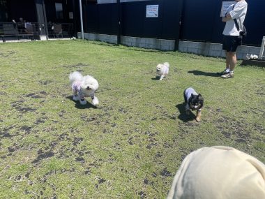 ビションフリーゼ　おもち  ソラムギおもふくドッグラン彡 IMG_3256-380x285