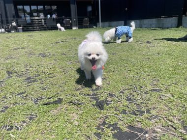 ビションフリーゼ　おもち  ソラムギおもふくドッグラン彡 IMG_3266-380x285