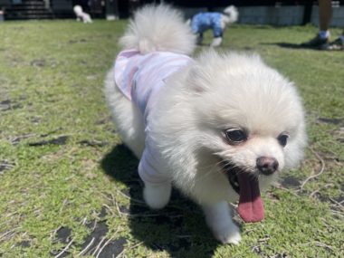 ビションフリーゼ　おもち  ソラムギおもふくドッグラン彡 IMG_3267-380x285
