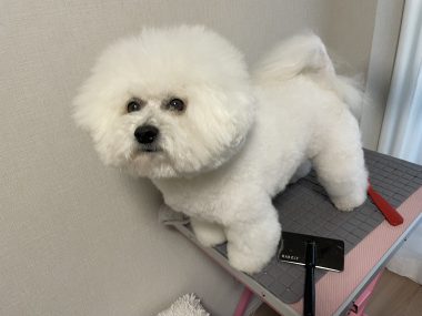ビションフリーゼ　おもち  ソラムギおもふくドッグラン彡 IMG_3280-380x285