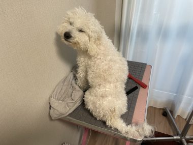 ビションフリーゼ　おもち  ソラムギおもふくドッグラン彡 IMG_3281-380x285