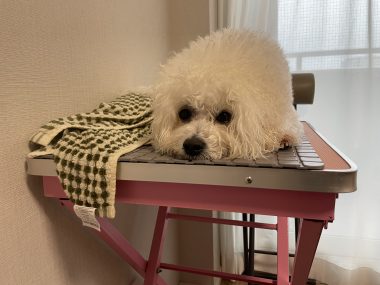 ビションフリーゼ　おもち 自分の事ですが  歯医者バイト、はなちゃんと遊んだよ IMG_3289-380x285