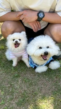 ビションフリーゼ　おもち  ソラムギおもふくドッグラン彡 IMG_3296-214x380