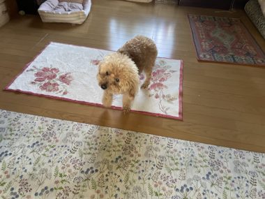 ビションフリーゼ　おもち 自分の事ですが  歯医者バイト、はなちゃんと遊んだよ IMG_3298-380x285