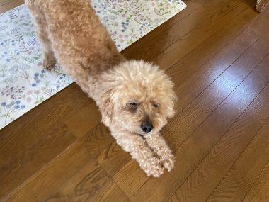 ビションフリーゼ　おもち 自分の事ですが  歯医者バイト、はなちゃんと遊んだよ IMG_3300-380x285