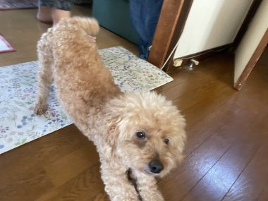ビションフリーゼ　おもち 自分の事ですが  歯医者バイト、はなちゃんと遊んだよ IMG_3301-380x285