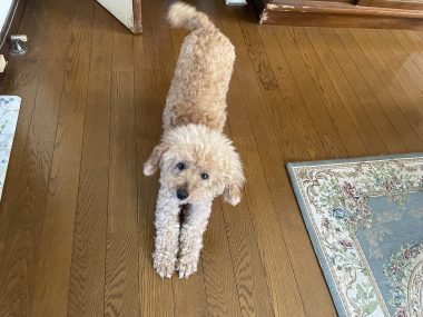 ビションフリーゼ　おもち 自分の事ですが  歯医者バイト、はなちゃんと遊んだよ IMG_3303-380x285