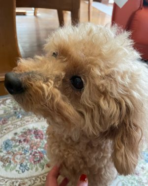 ビションフリーゼ　おもち 自分の事ですが  歯医者バイト、はなちゃんと遊んだよ IMG_3304-301x380