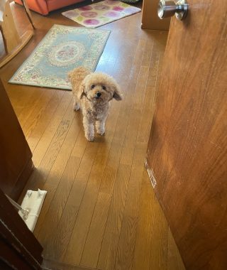 ビションフリーゼ　おもち 自分の事ですが  歯医者バイト、はなちゃんと遊んだよ IMG_3305-320x380