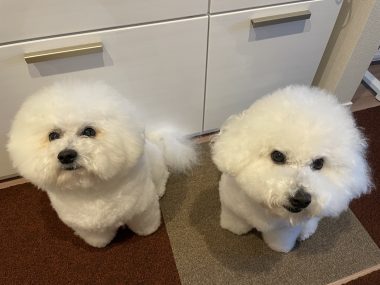 ビションフリーゼ　おもち 自分の事ですが  また美味しいお肉屋さん見つけました IMG_3314-380x285