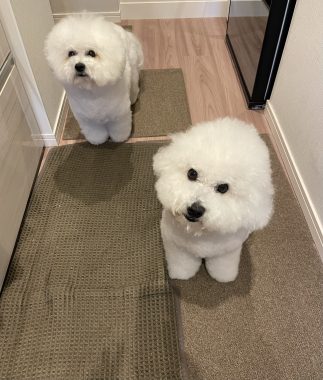 ビションフリーゼ　おもち 自分の事ですが  また美味しいお肉屋さん見つけました IMG_3318-323x380