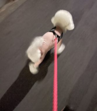 ビションフリーゼ　おもち  夜おやつ生クリーム IMG_3335-333x380