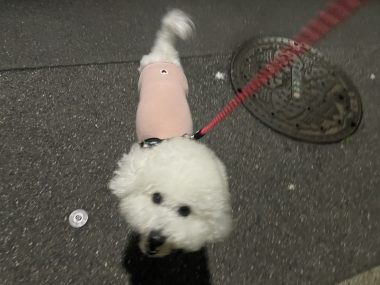 ビションフリーゼ　おもち  夜おやつ生クリーム IMG_3337-380x285
