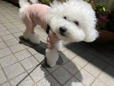 ビションフリーゼ　おもち  夜おやつ生クリーム IMG_3341-380x285