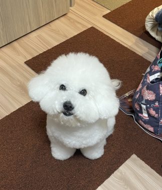 ビションフリーゼ　おもち  夜おやつ生クリーム IMG_3342-323x380