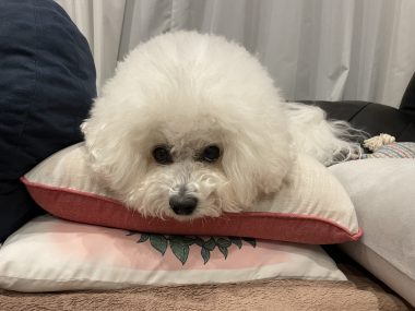 ビションフリーゼ　おもち  夜おやつ生クリーム IMG_3343-380x285