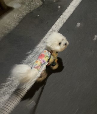 ビションフリーゼ　おもち  夜おやつ生クリーム IMG_3344-323x380