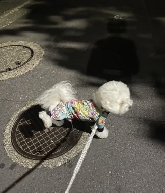 ビションフリーゼ　おもち  夜おやつ生クリーム IMG_3345-324x380